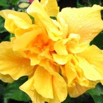 Hibiscus, Bush, Tradewinds, 'lilikoi Yellow' - View 31 from www redcrocus com