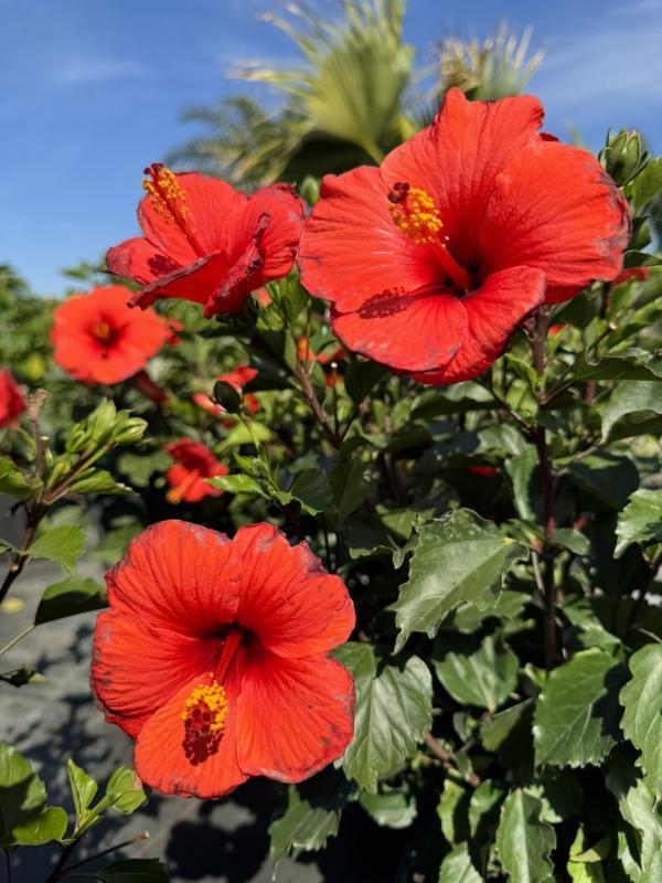 Hibiscus, Bush, Tradewinds, 'lilikoi Yellow' - View 34 from www redcrocus com