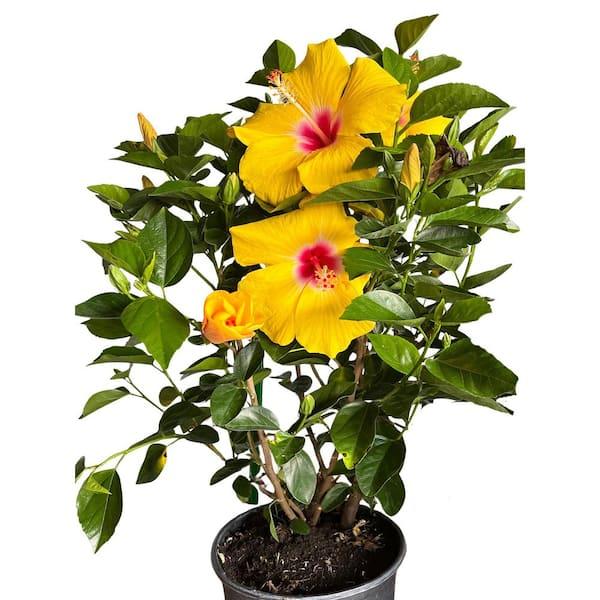 Hibiscus, Bush, Tradewinds, 'lilikoi Yellow' - View 36 from www redcrocus com