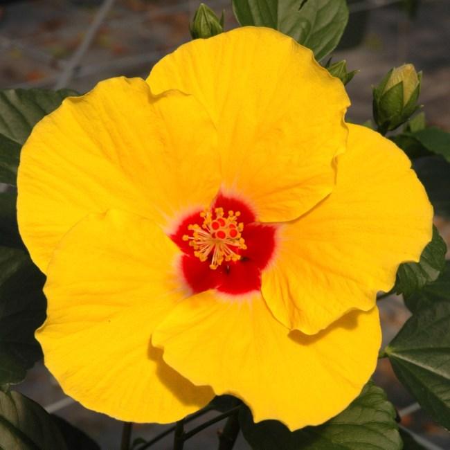 Hibiscus, Bush, Tradewinds, 'lilikoi Yellow' - View 4 from www redcrocus com