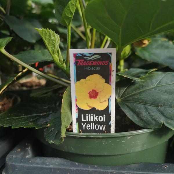 Hibiscus, Bush, Tradewinds, 'lilikoi Yellow' - View 6 from www redcrocus com