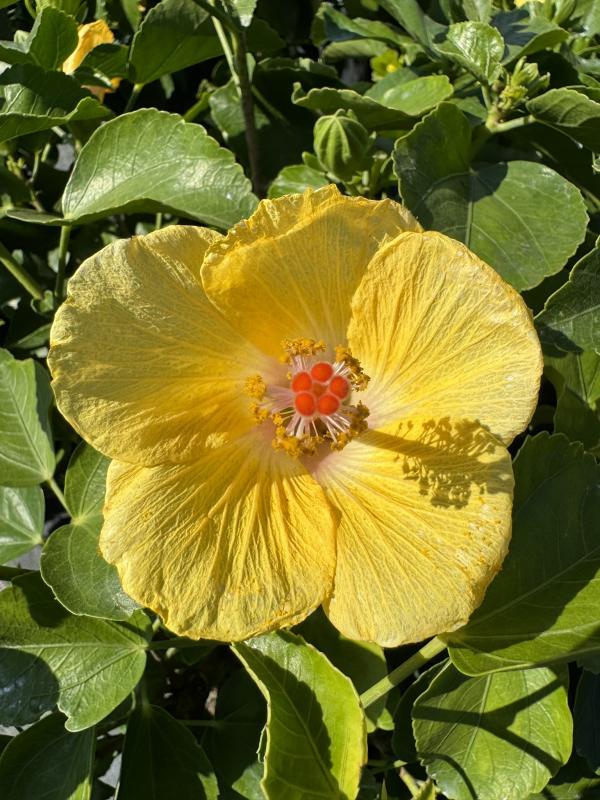 Hibiscus, Bush, Tradewinds, 'lilikoi Yellow' - View 7 from www redcrocus com