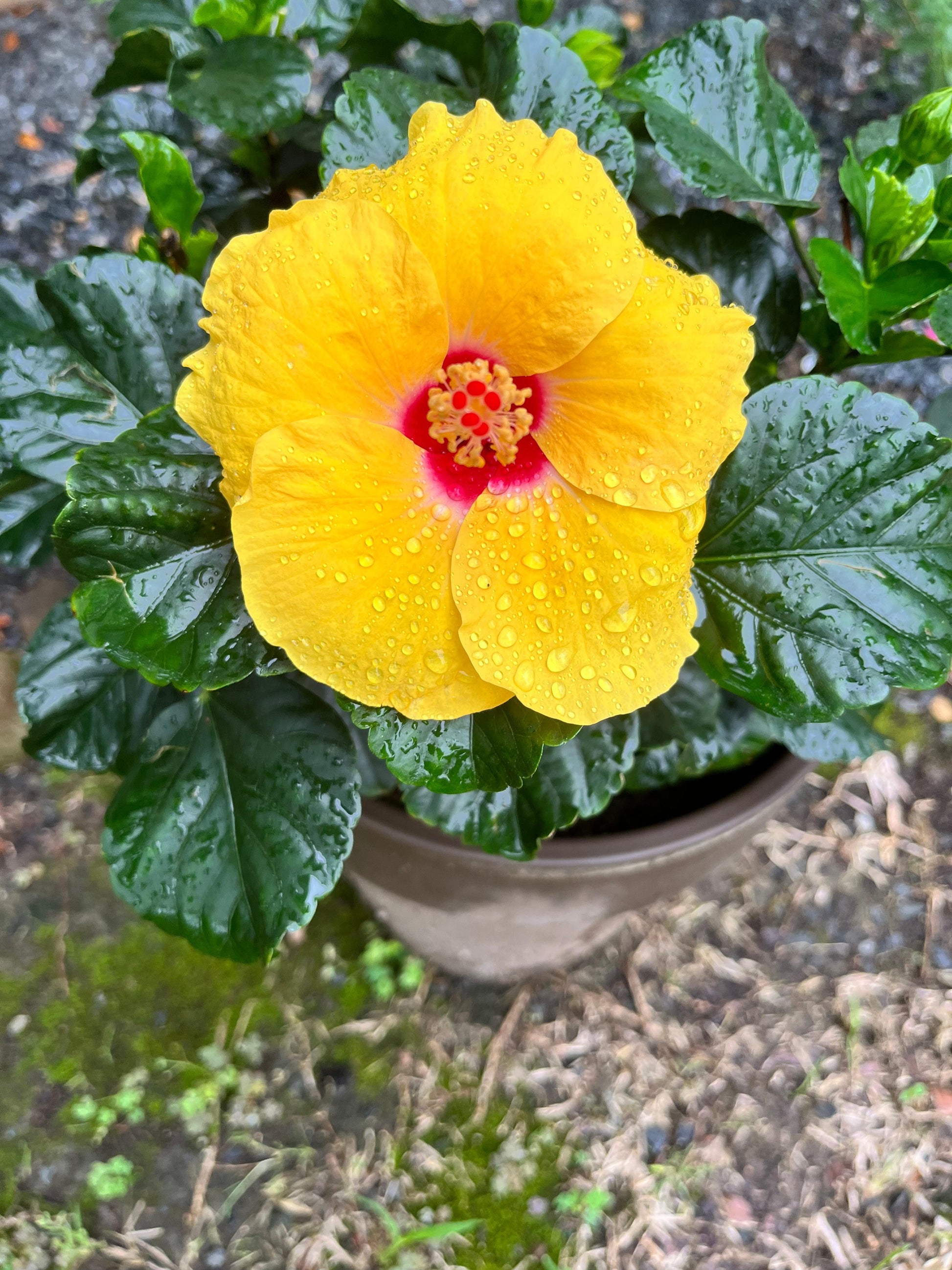 Hibiscus, Bush, Tradewinds, 'lilikoi Yellow' - View 8 from www redcrocus com