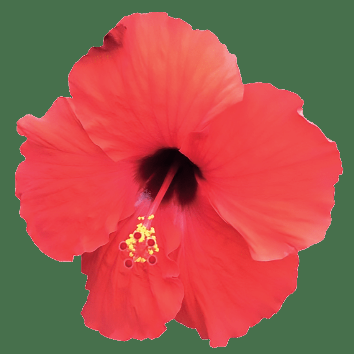 Hibiscus Bush Tradewinds  Red - View 14 from www redcrocus com