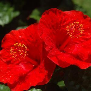 Hibiscus Bush Tradewinds  Red - View 15 from www redcrocus com