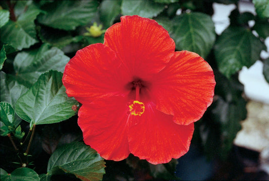 Hibiscus Bush Tradewinds  Red - View 1 from www redcrocus com