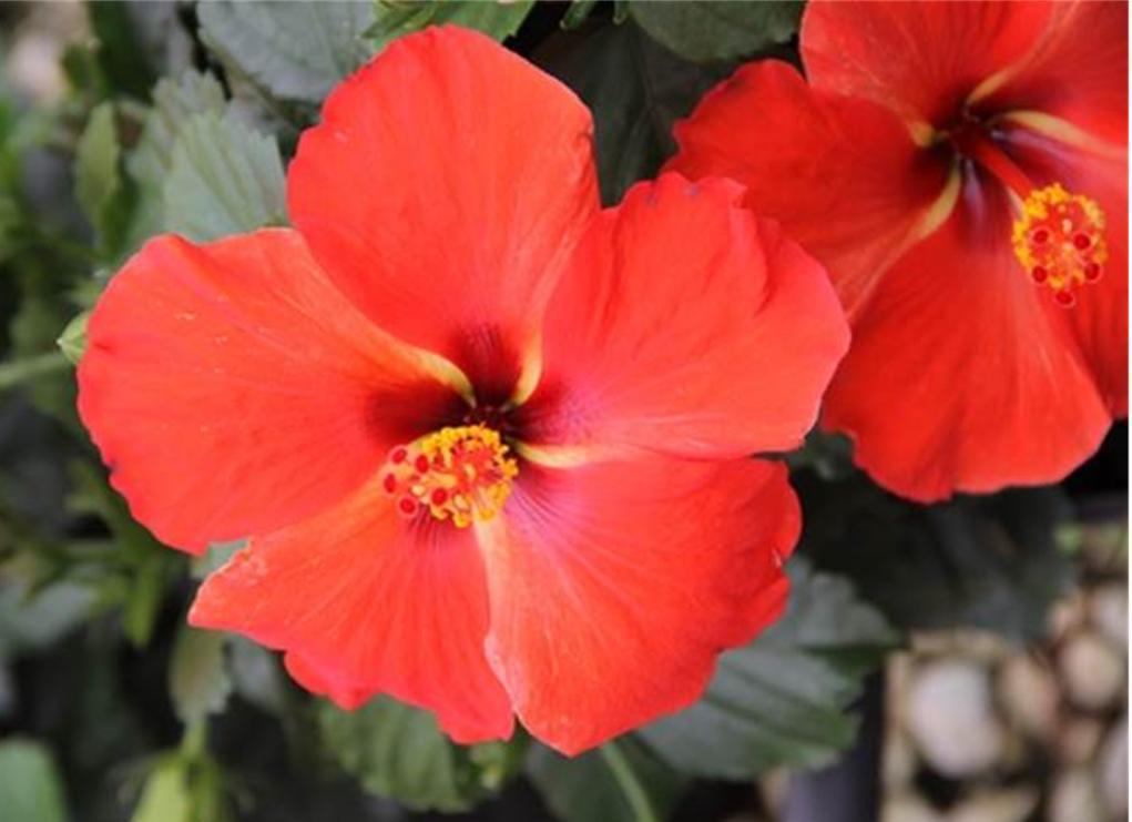 Hibiscus Bush Tradewinds  Red - View 2 from www redcrocus com