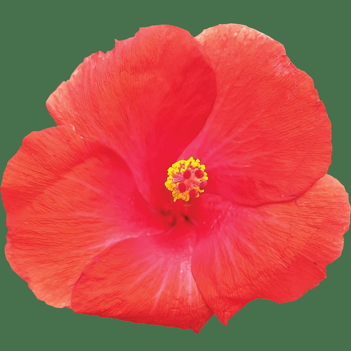 Hibiscus Bush Tradewinds  Red - View 3 from www redcrocus com