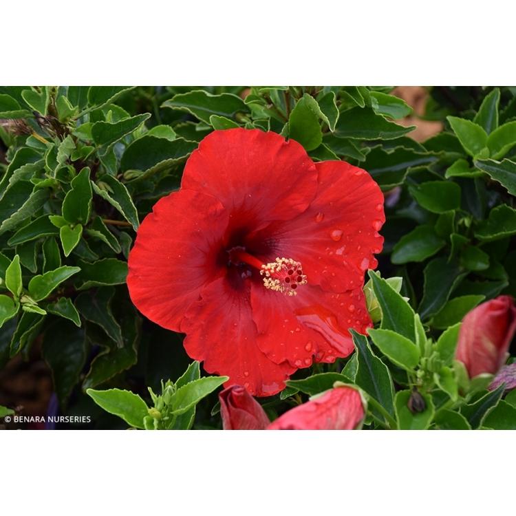 Hibiscus Bush Tradewinds  Red - View 8 from www redcrocus com