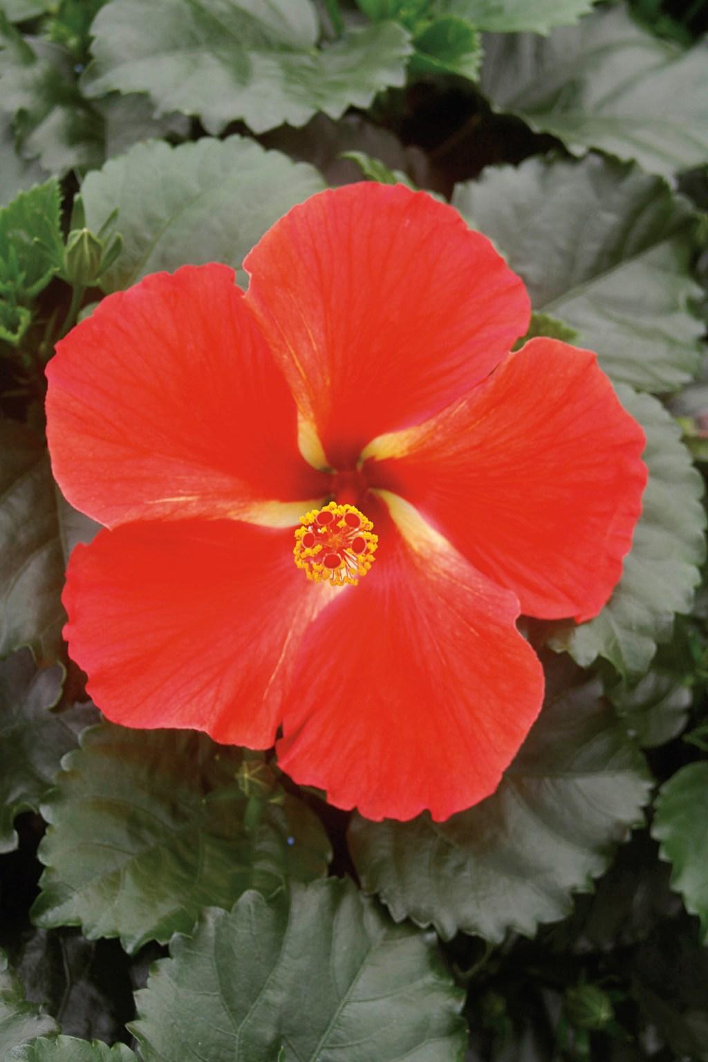 Hibiscus Bush Tradewinds Pink - View 10 from www redcrocus com
