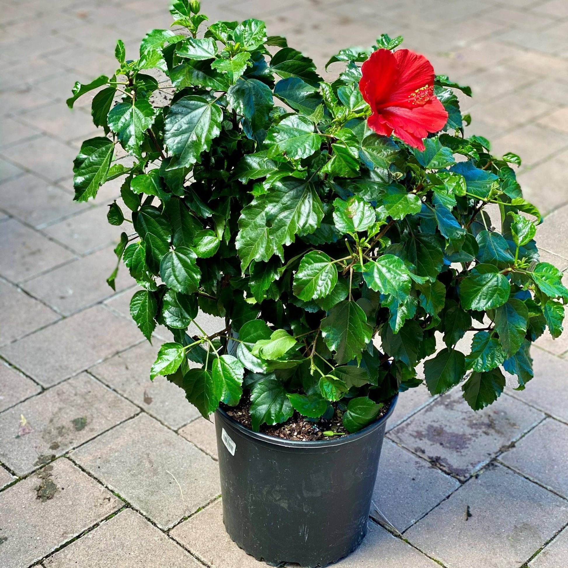 Hibiscus Bush Tradewinds Pink - View 12 from www redcrocus com