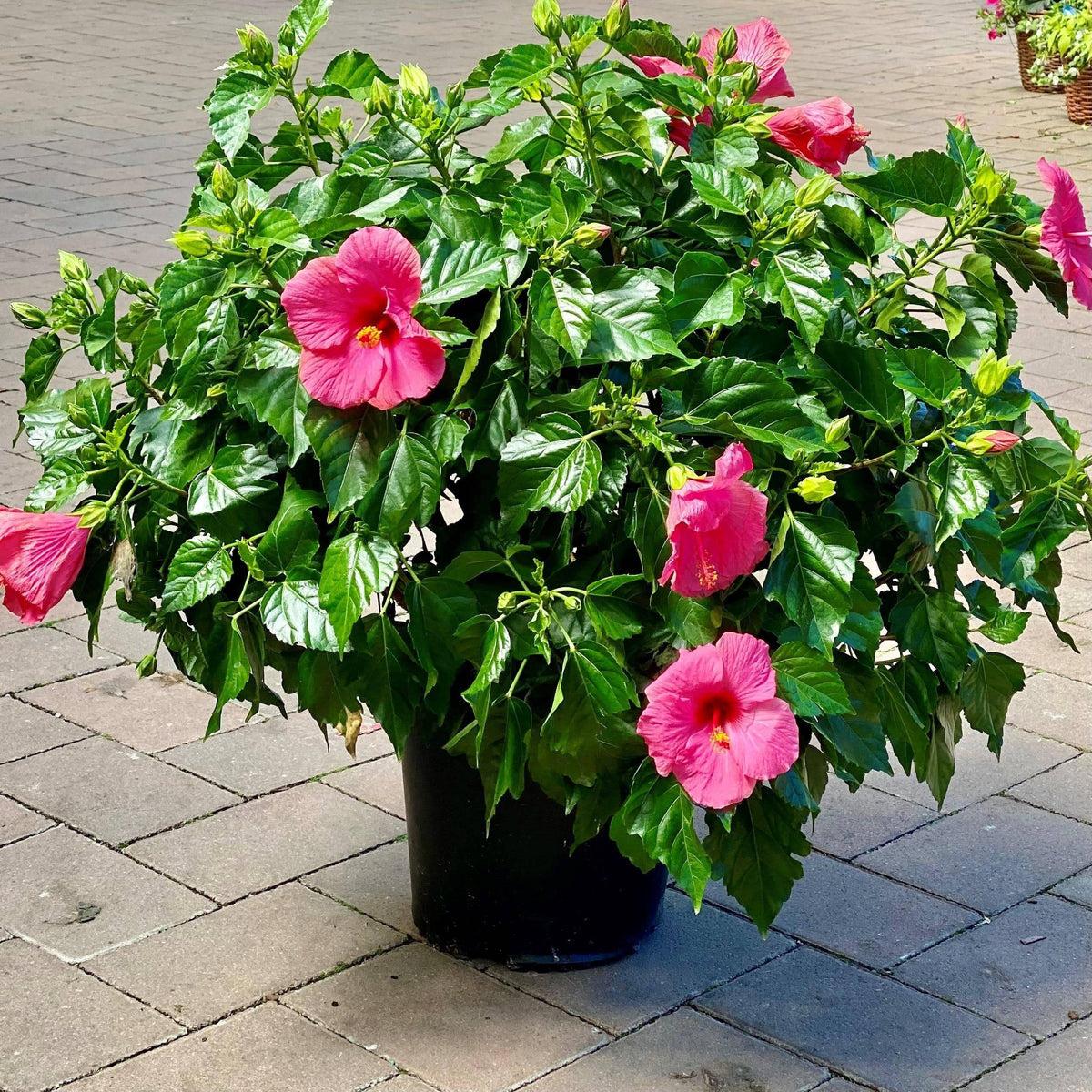 Hibiscus Bush Tradewinds Pink - View 1 from www redcrocus com