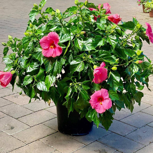 Hibiscus Bush Tradewinds Pink - View 1 from www redcrocus com