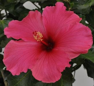 Hibiscus Bush Tradewinds Pink - View 2 from www redcrocus com