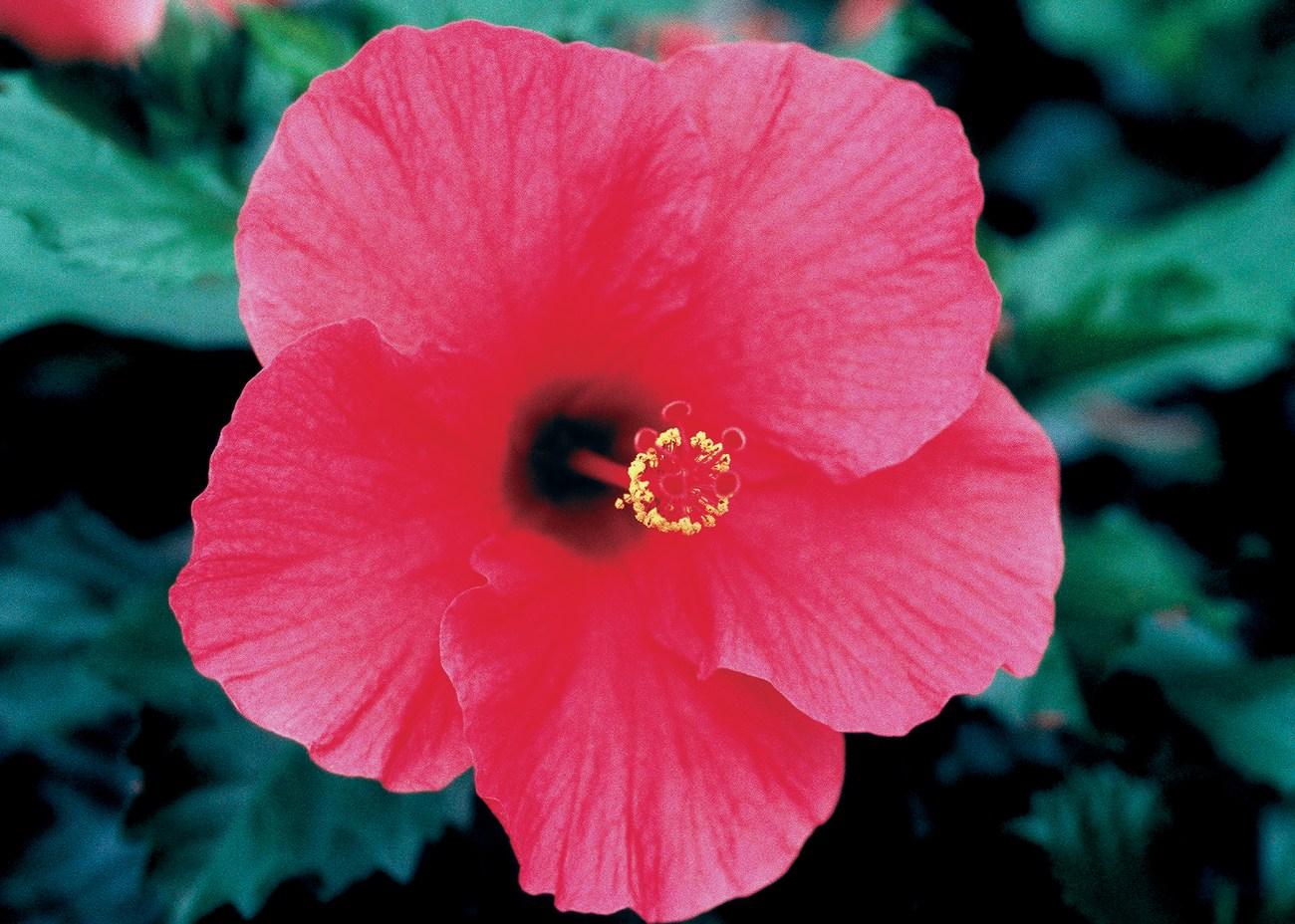 Hibiscus Bush Tradewinds Pink - View 3 from www redcrocus com