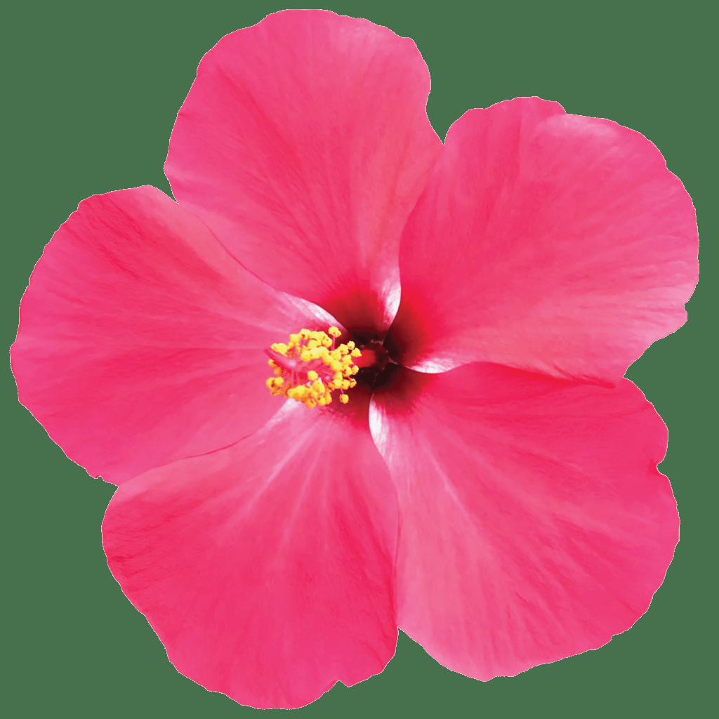 Hibiscus Bush Tradewinds Pink - View 4 from www redcrocus com