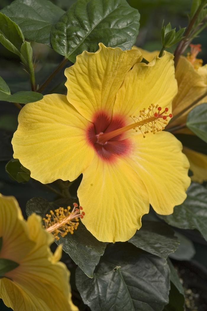 Hibiscus Bush Tradewinds Pink - View 7 from www redcrocus com