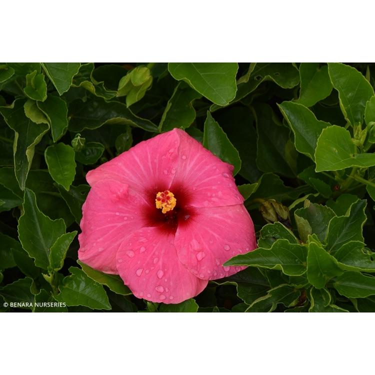 Hibiscus Bush Tradewinds Pink - View 8 from www redcrocus com