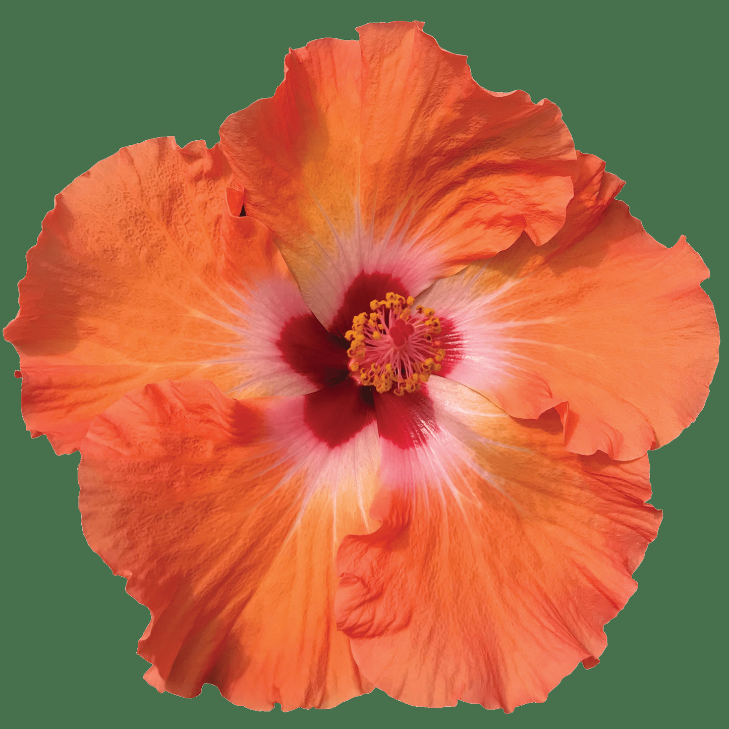 Hibiscus Bush Tradewinds Orange 11 5b524fd6 Cd5d 492f 9429 B491651b4088 from www redcrocus com
