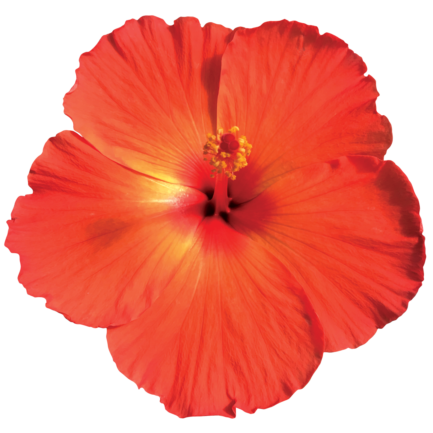 Hibiscus Bush Tradewinds Orange 12 39e5e6a7 1046 4145 B516 1e3baf5a48d0 from www redcrocus com