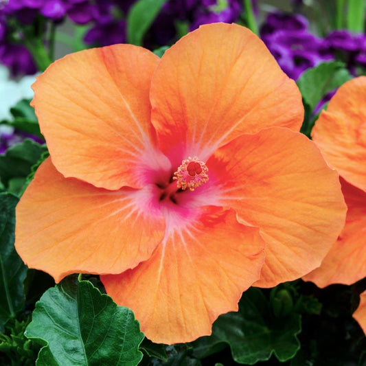 Hibiscus Bush Tradewinds Orange - View 1 from www redcrocus com