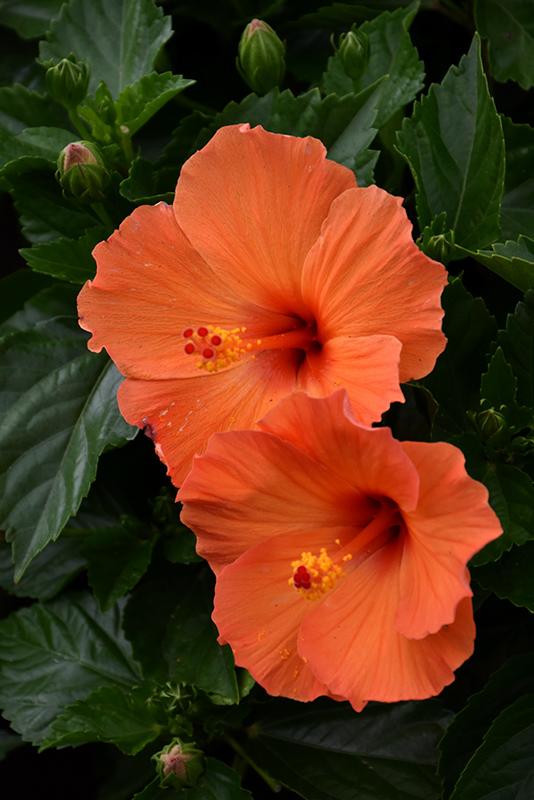 Hibiscus Bush Tradewinds Orange 2 9e742036 64e9 4fcf Ae32 6711d14fef51 from www redcrocus com
