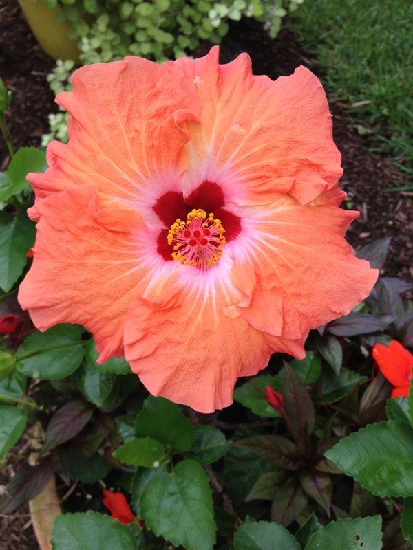 Hibiscus Bush Tradewinds Orange 4 Bea3ba5f A470 4776 8638 4b23d2207485 from www redcrocus com