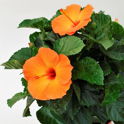Hibiscus Bush Tradewinds Orange 5 9e32479a 18b8 4592 A012 80784490a904 from www redcrocus com