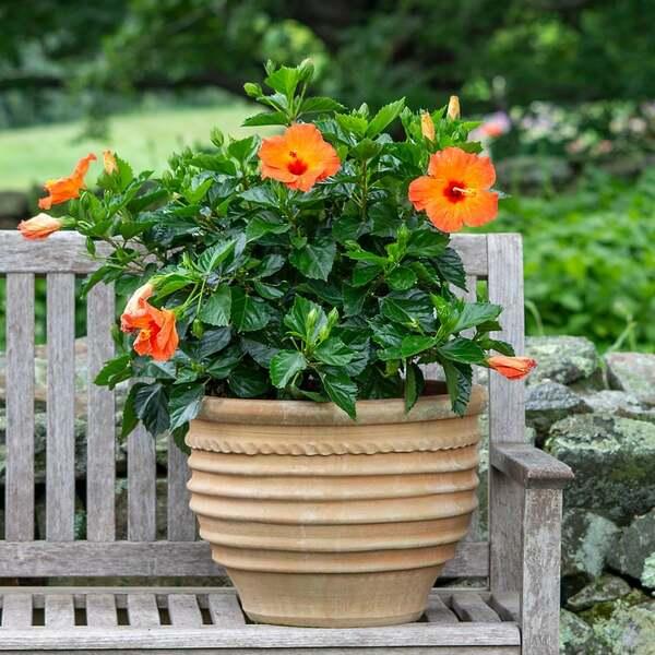 Hibiscus Bush Tradewinds Orange 6 63f36ec3 0dcd 4258 8d03 2ccbc9adf714 from www redcrocus com