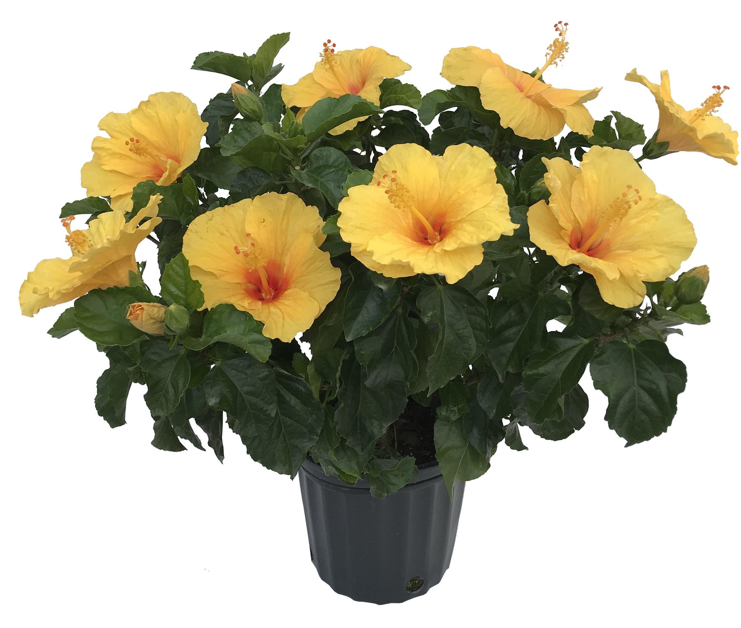 Hibiscus Bush Tradewinds Orange 7 53ea7c3e 12d1 4d62 82d0 86f5371b3bc3 from www redcrocus com
