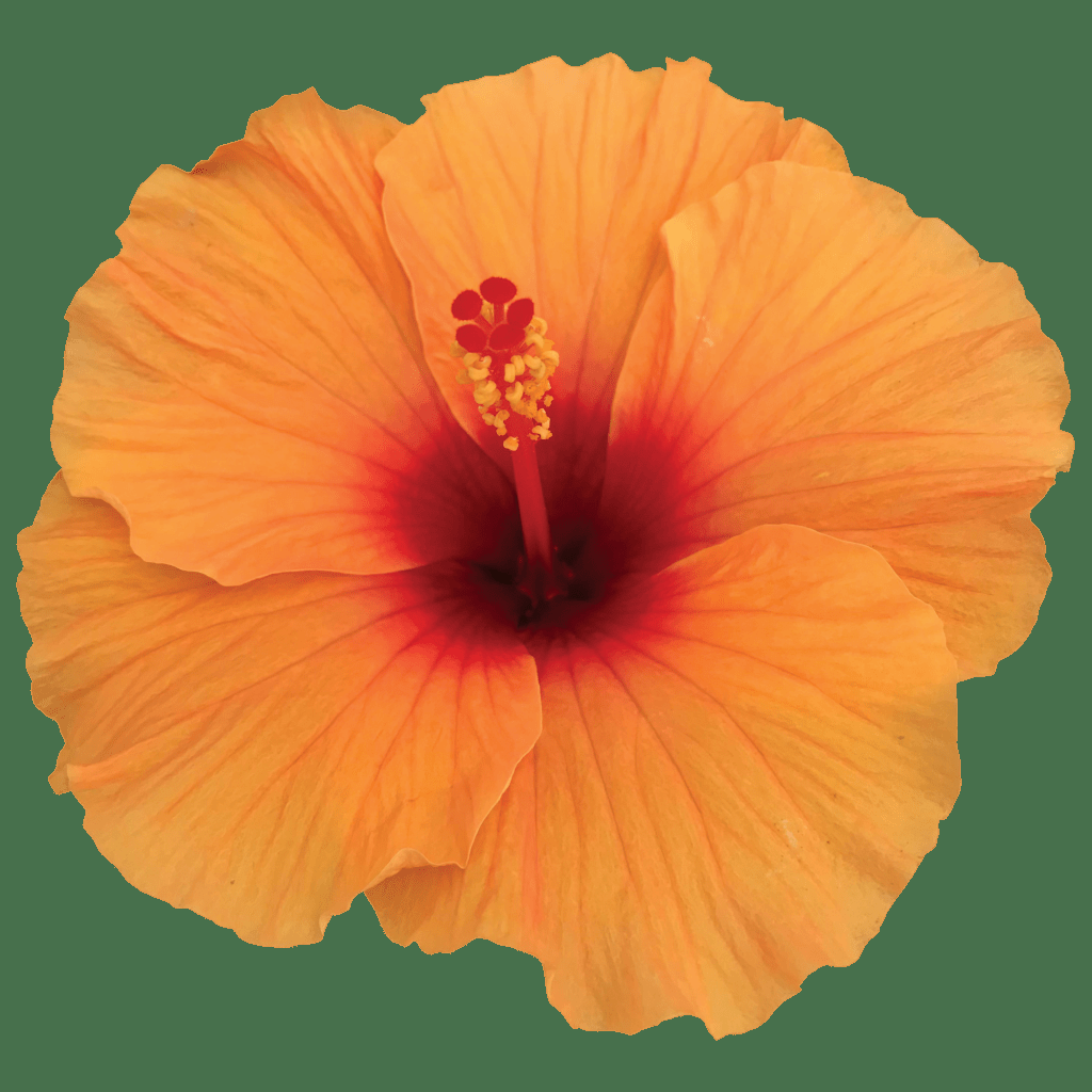 Hibiscus Bush Tradewinds Orange 7 Ffffa3d1 7101 4846 A1b5 C81bbab746c9 from www redcrocus com