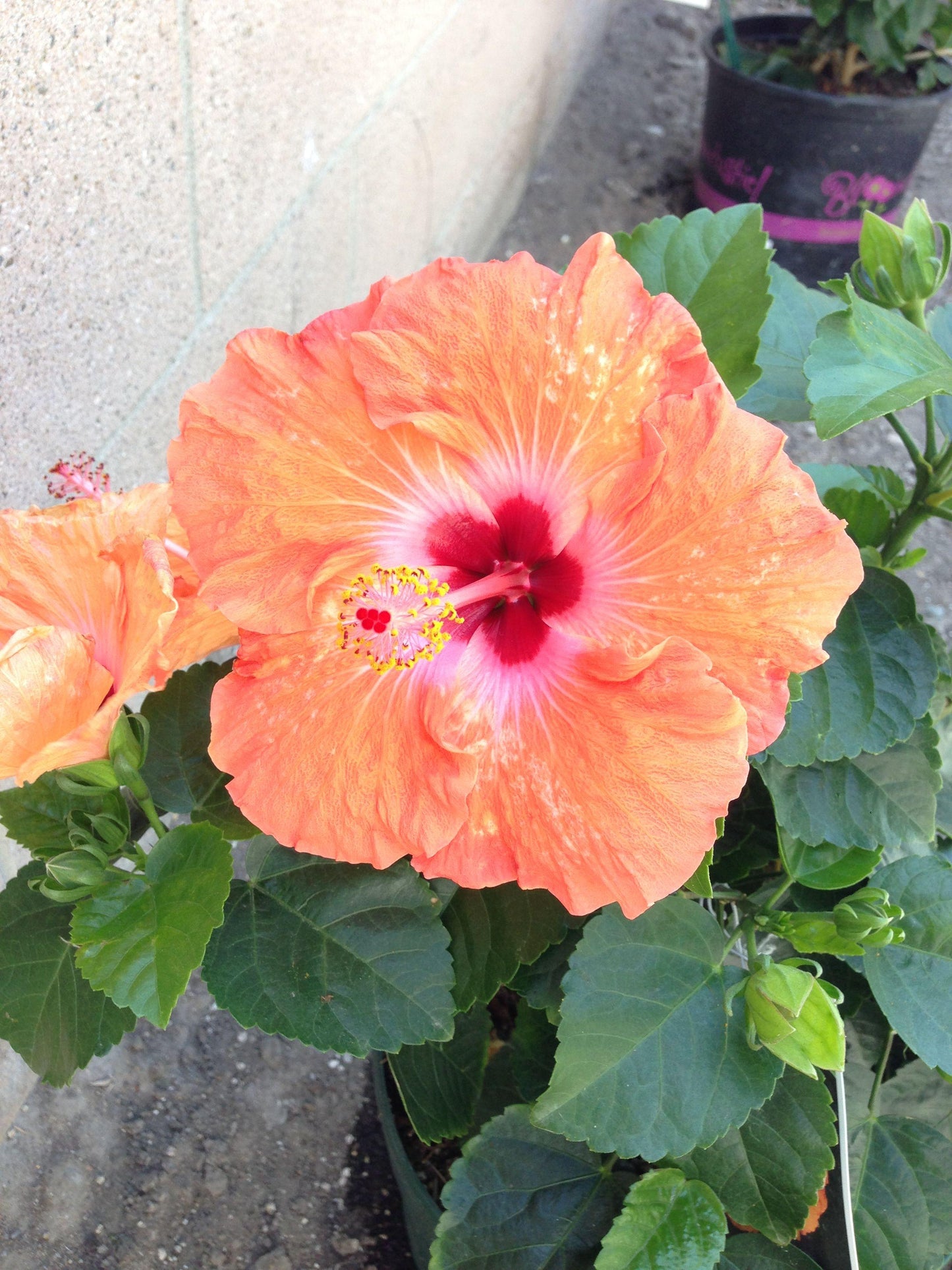 Hibiscus Bush Tradewinds Orange 8 836eb22f 4599 433d 97c6 0b4b2d505267 from www redcrocus com