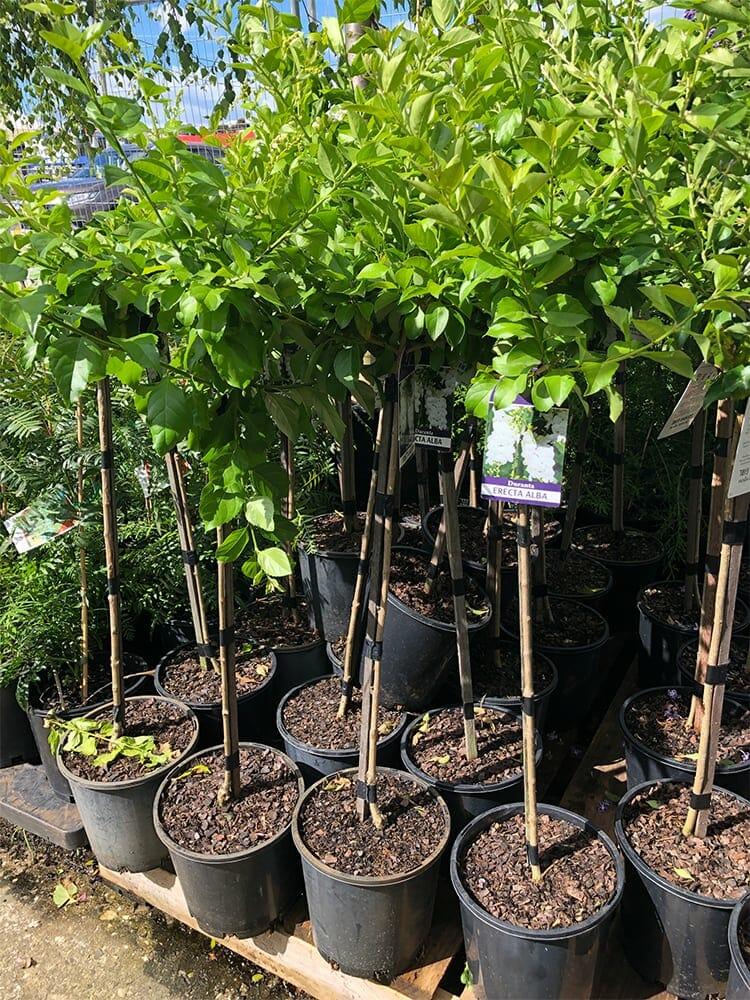 Duranta Erecta Standard - View 11 from www redcrocus com