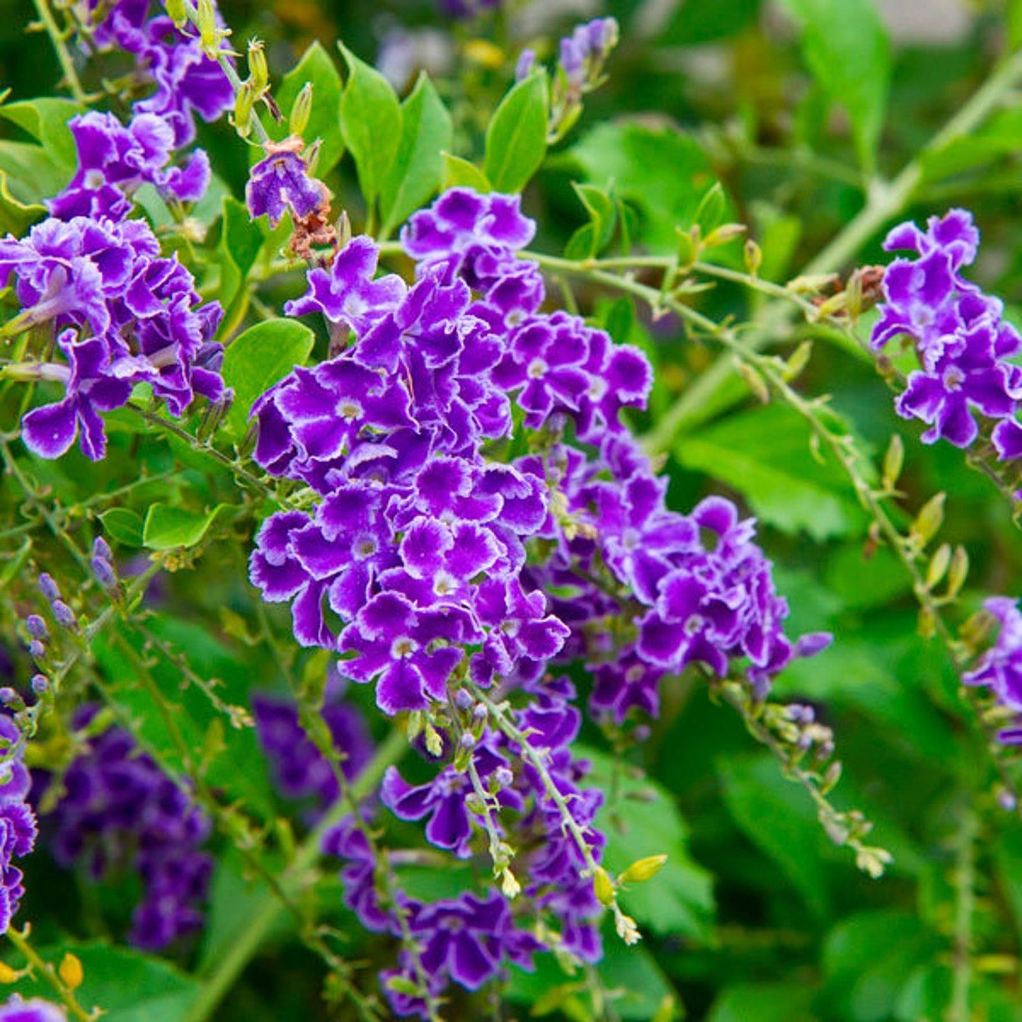 Duranta Erecta Standard - View 13 from www redcrocus com