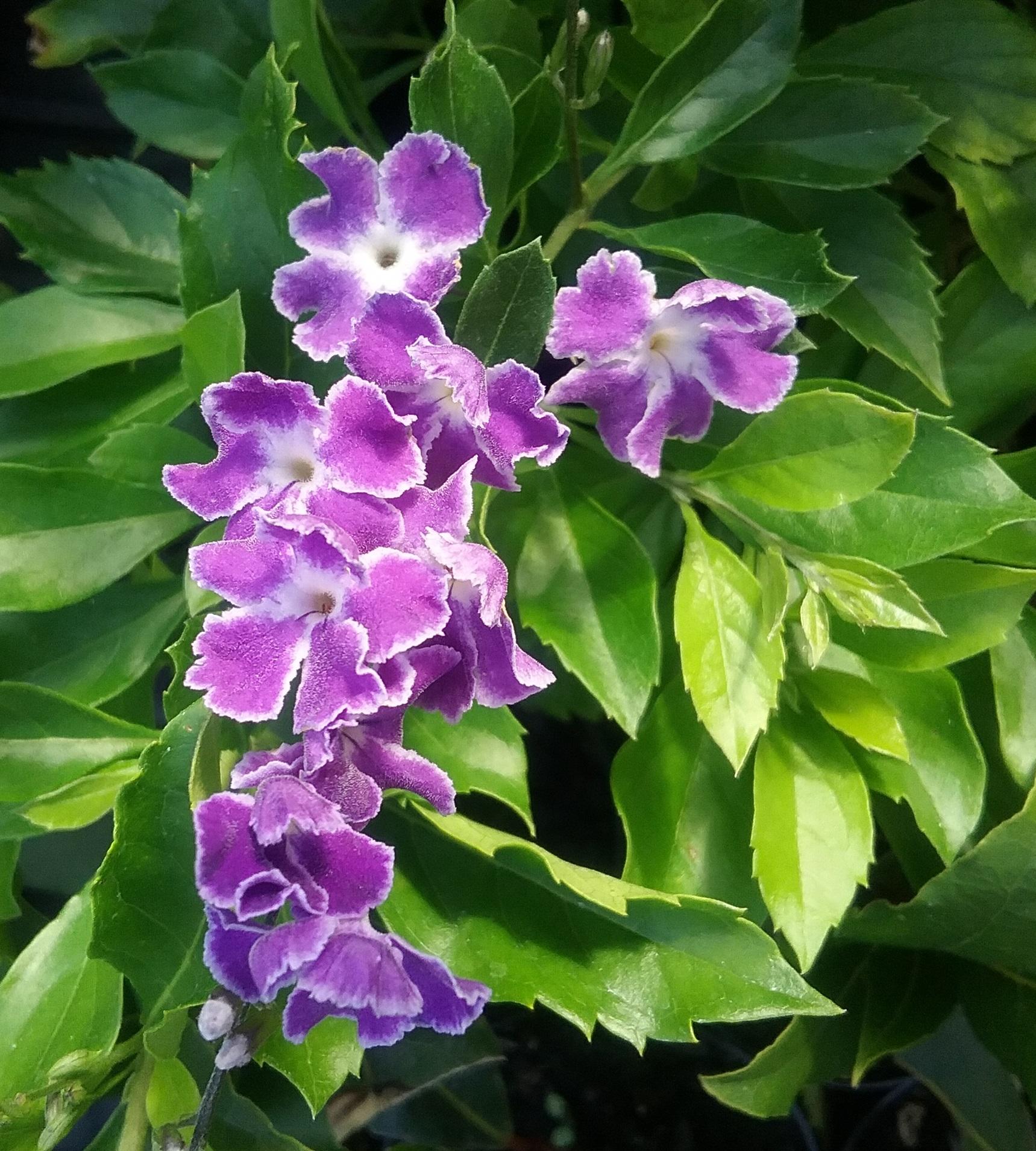 Duranta Erecta Standard - View 14 from www redcrocus com