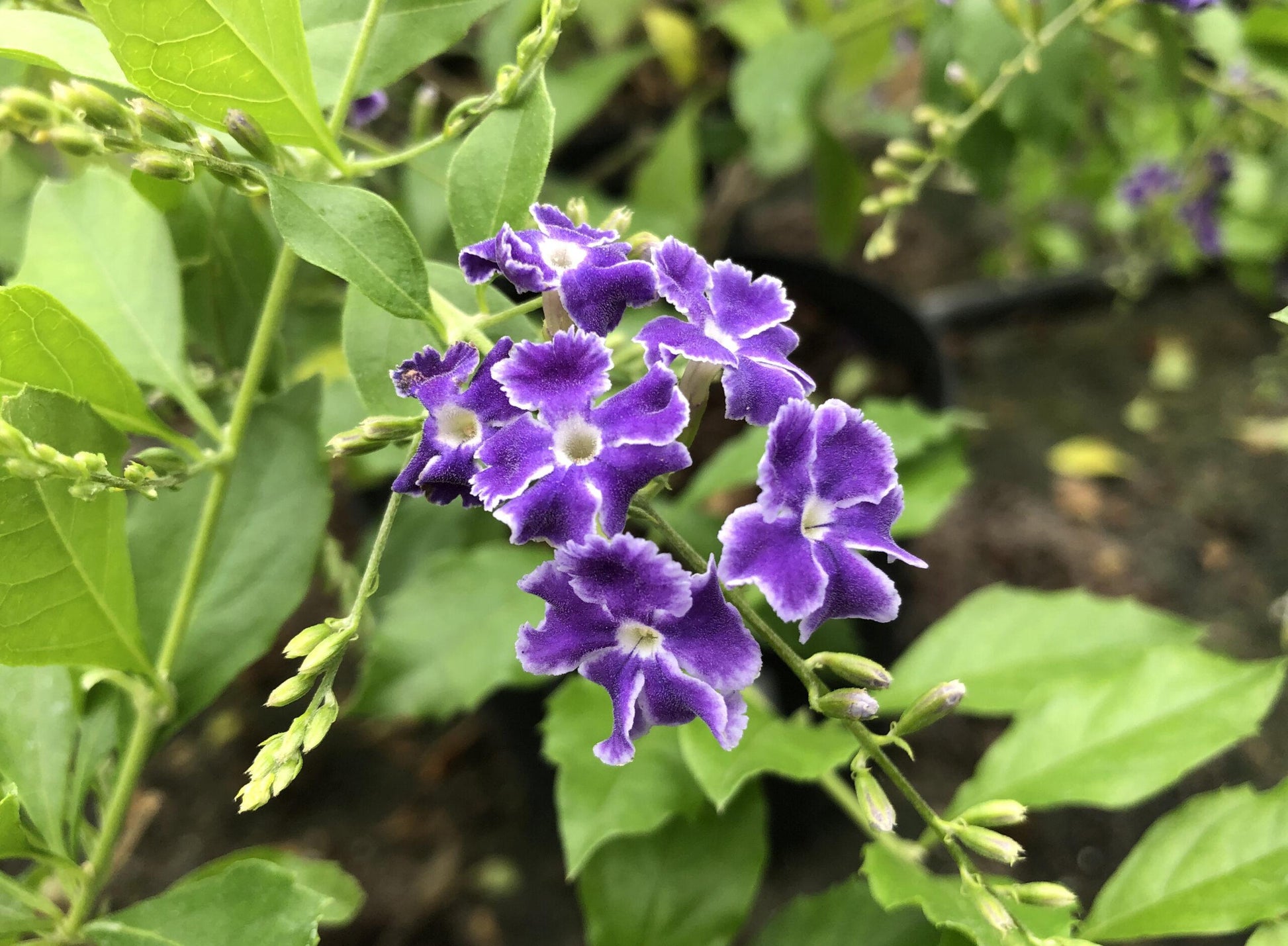 Duranta Erecta Standard - View 15 from www redcrocus com