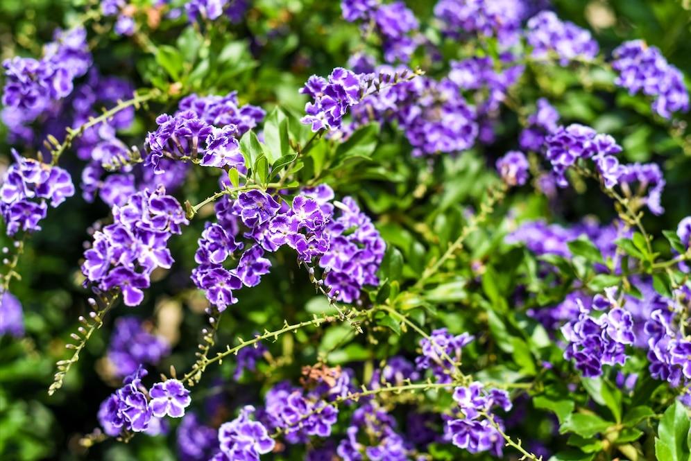 Duranta Erecta Standard - View 16 from www redcrocus com