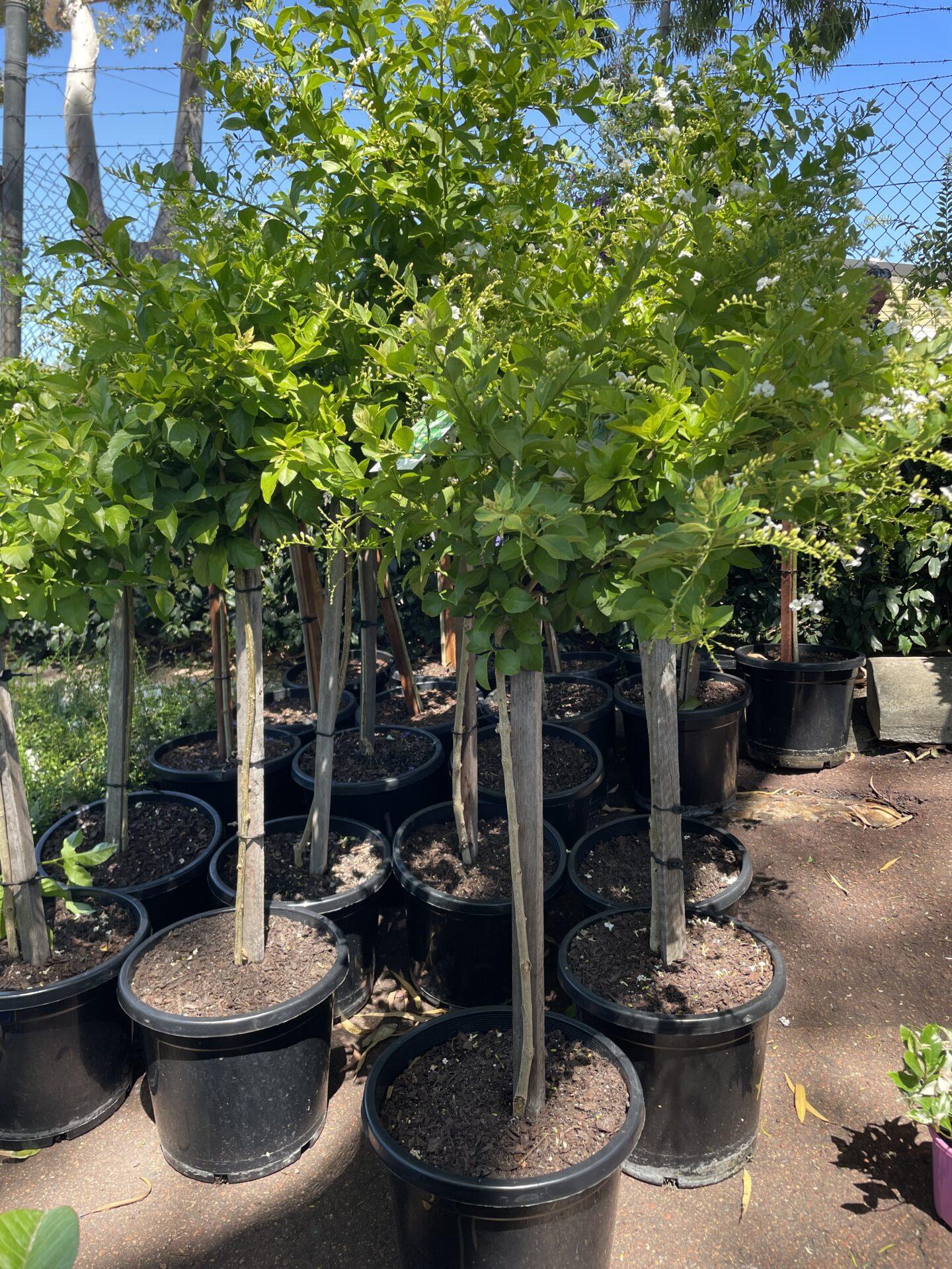 Duranta Erecta Standard - View 17 from www redcrocus com