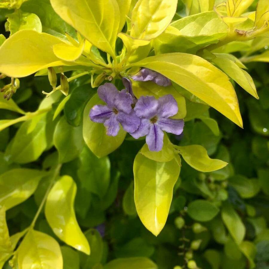 Duranta Erecta Standard - View 18 from www redcrocus com