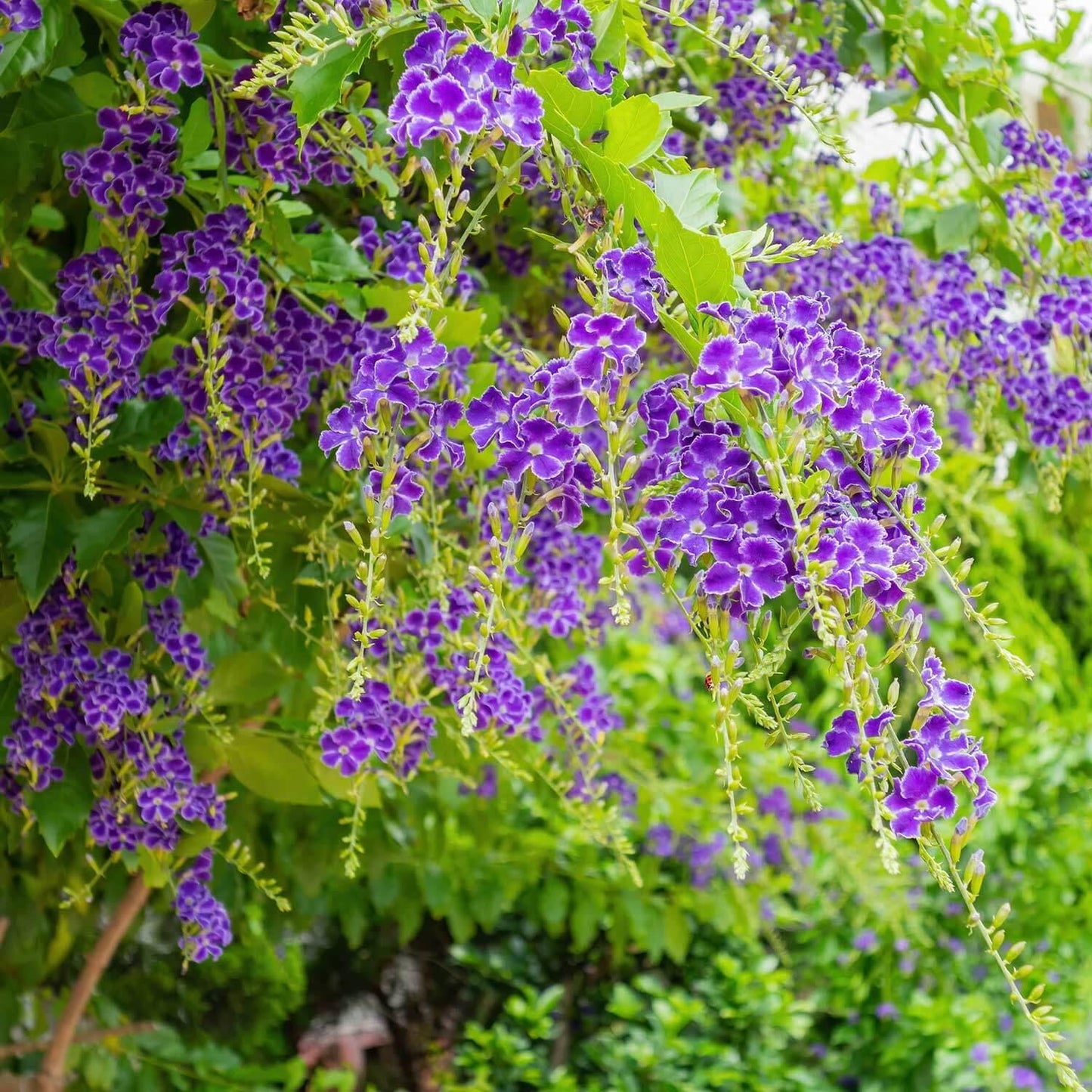 Duranta Erecta Standard - View 19 from www redcrocus com
