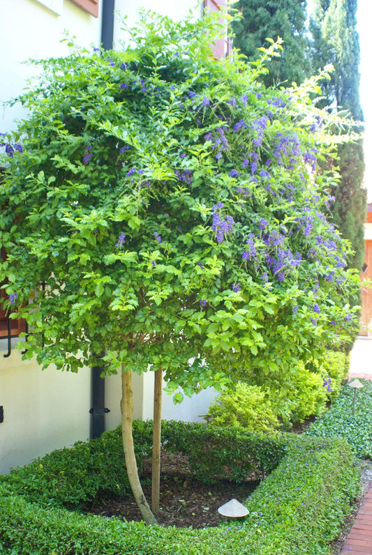 Duranta Erecta Standard - View 1 from www redcrocus com
