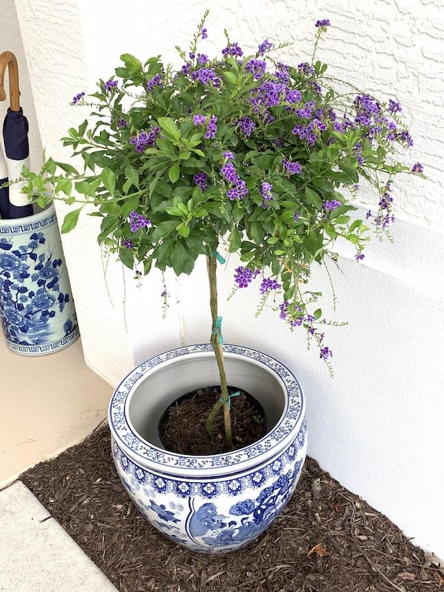 Duranta Erecta Standard - View 2 from www redcrocus com