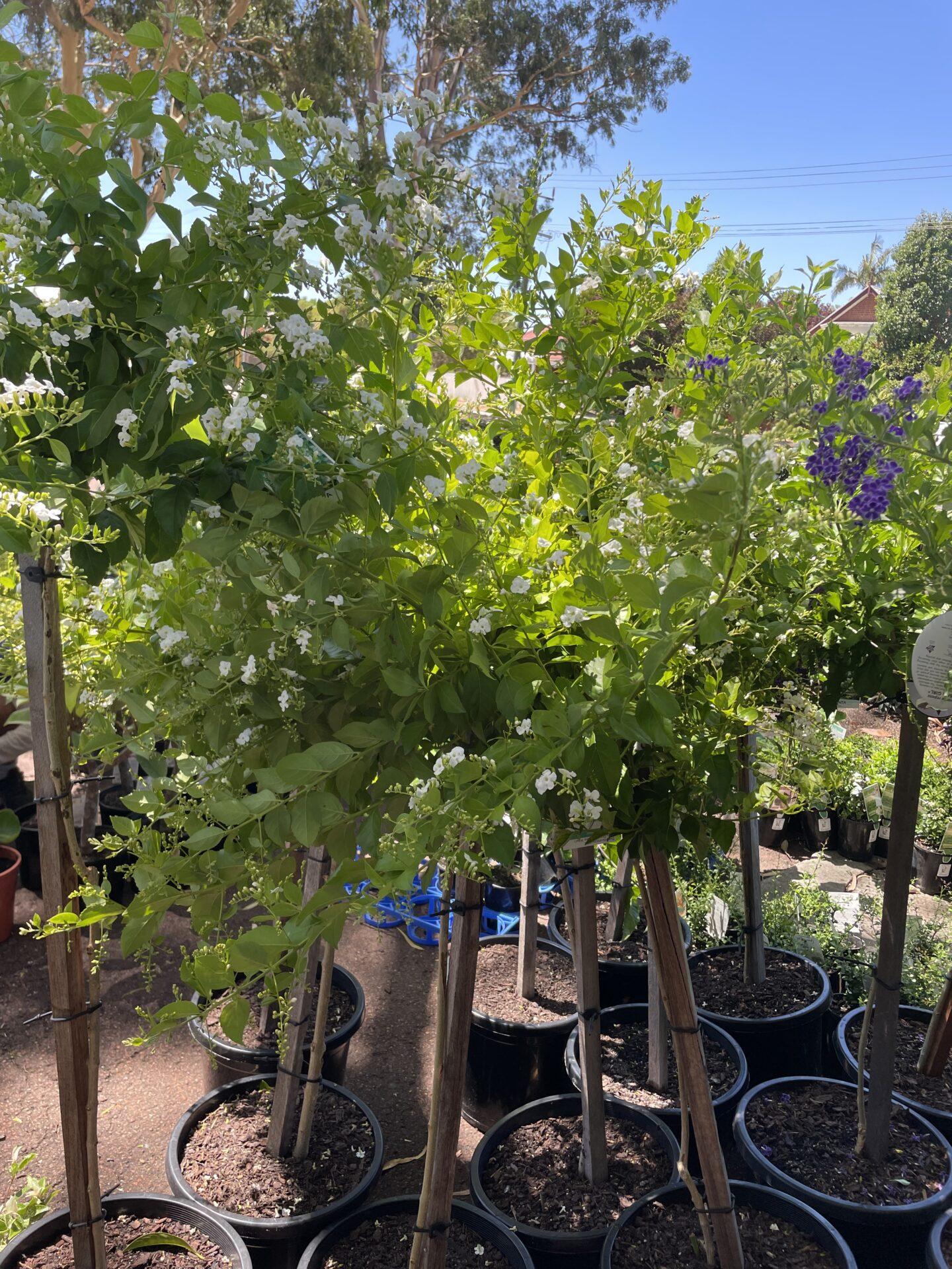 Duranta Erecta Standard - View 3 from www redcrocus com