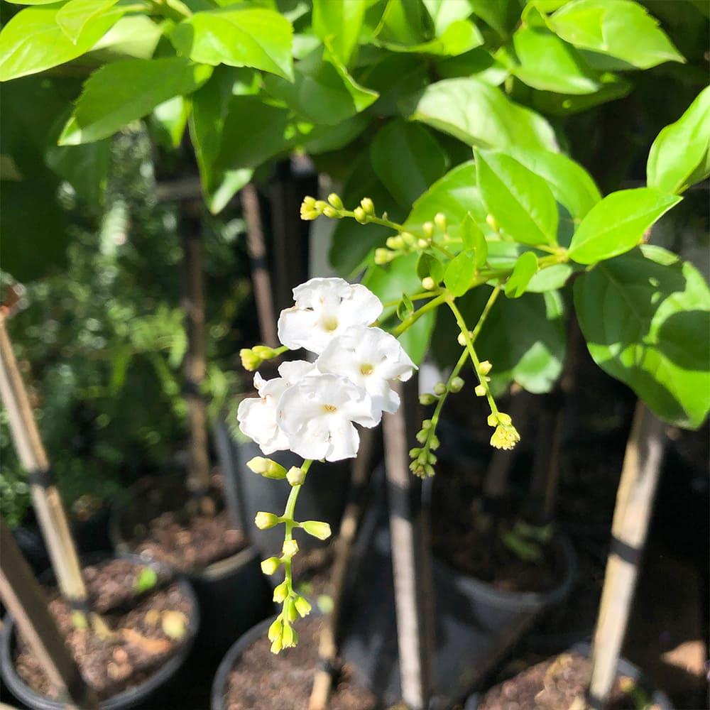 Duranta Erecta Standard - View 4 from www redcrocus com