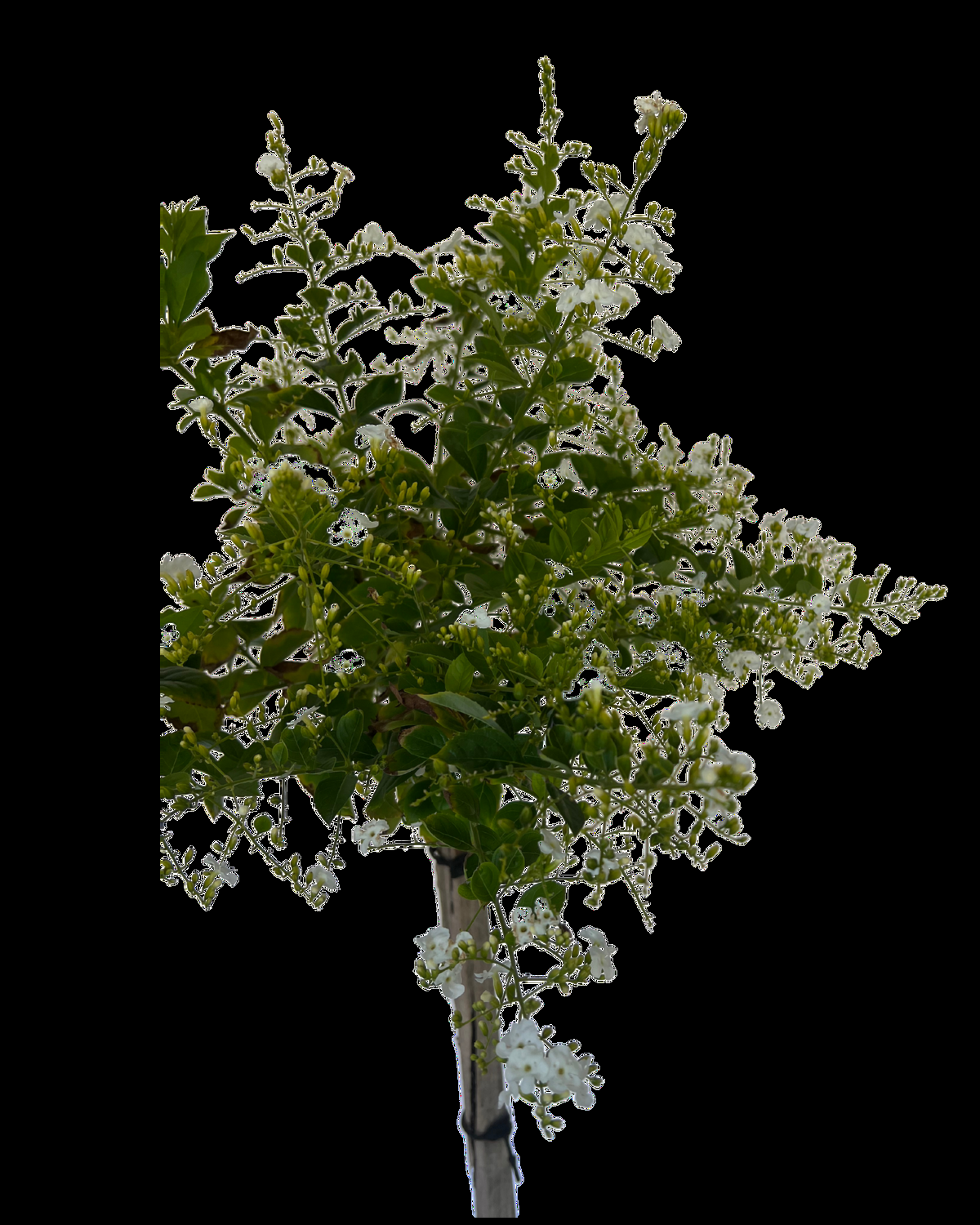 Duranta Erecta Standard - View 5 from www redcrocus com