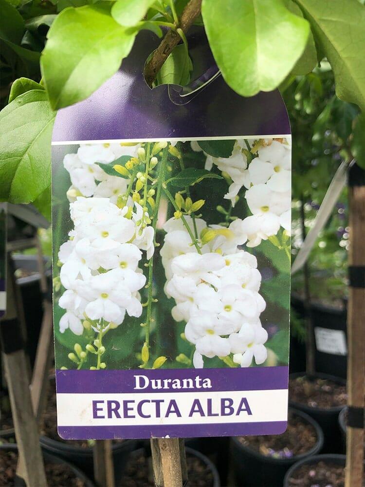 Duranta Erecta Standard - View 6 from www redcrocus com