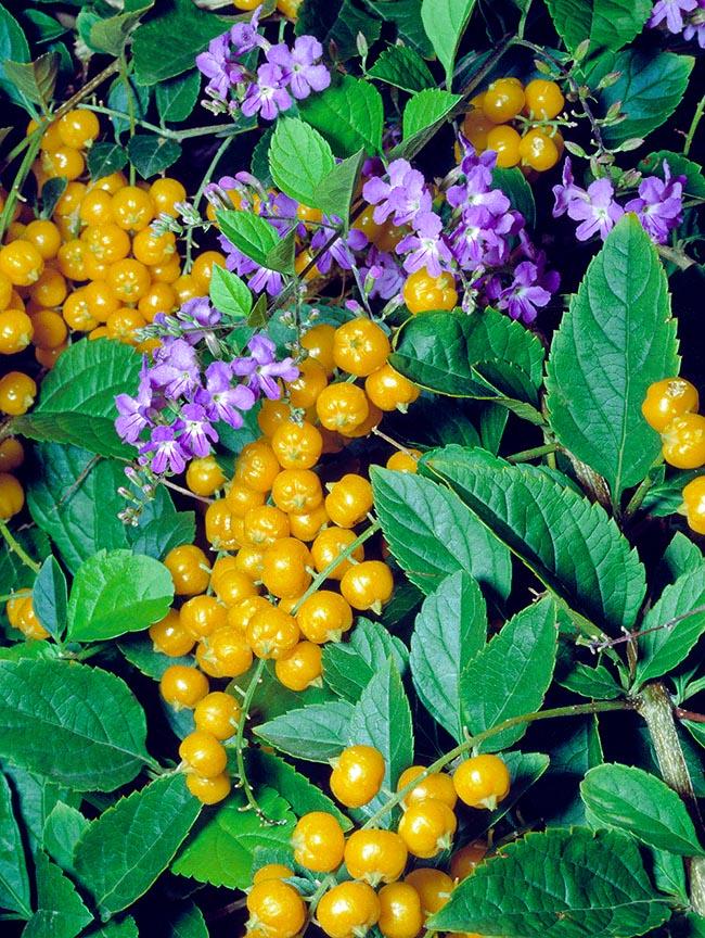 Duranta Erecta Standard - View 7 from www redcrocus com