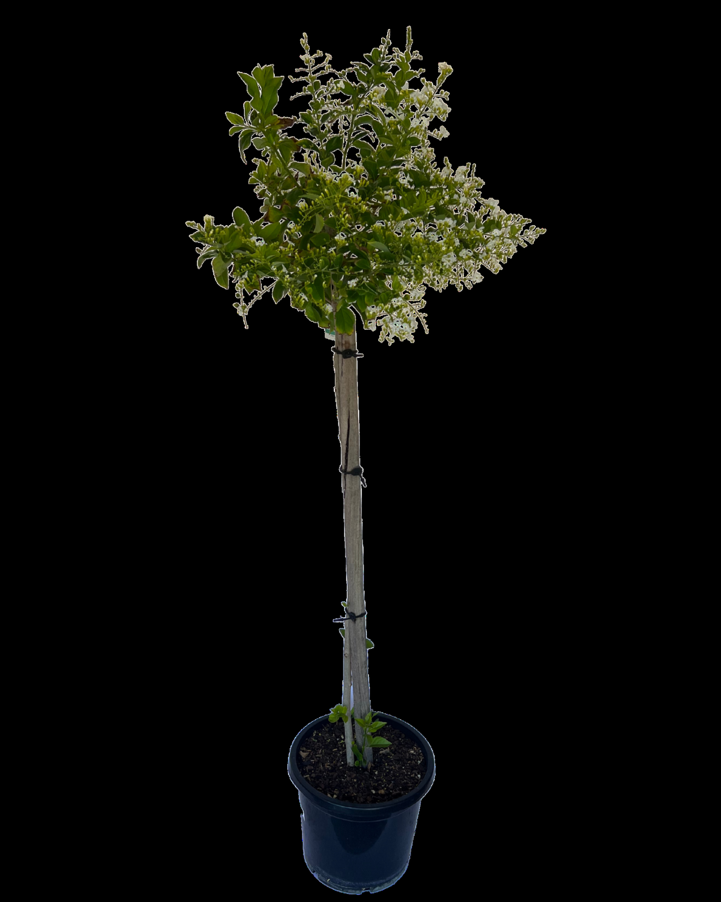 Duranta Erecta Standard - View 8 from www redcrocus com