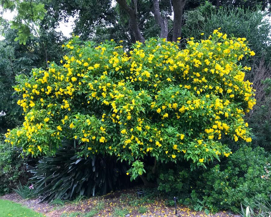 Tecoma Assorted Bush - View 10 from www redcrocus com