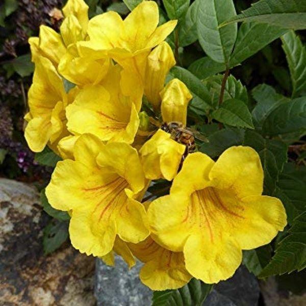 Tecoma Assorted Bush - View 11 from www redcrocus com